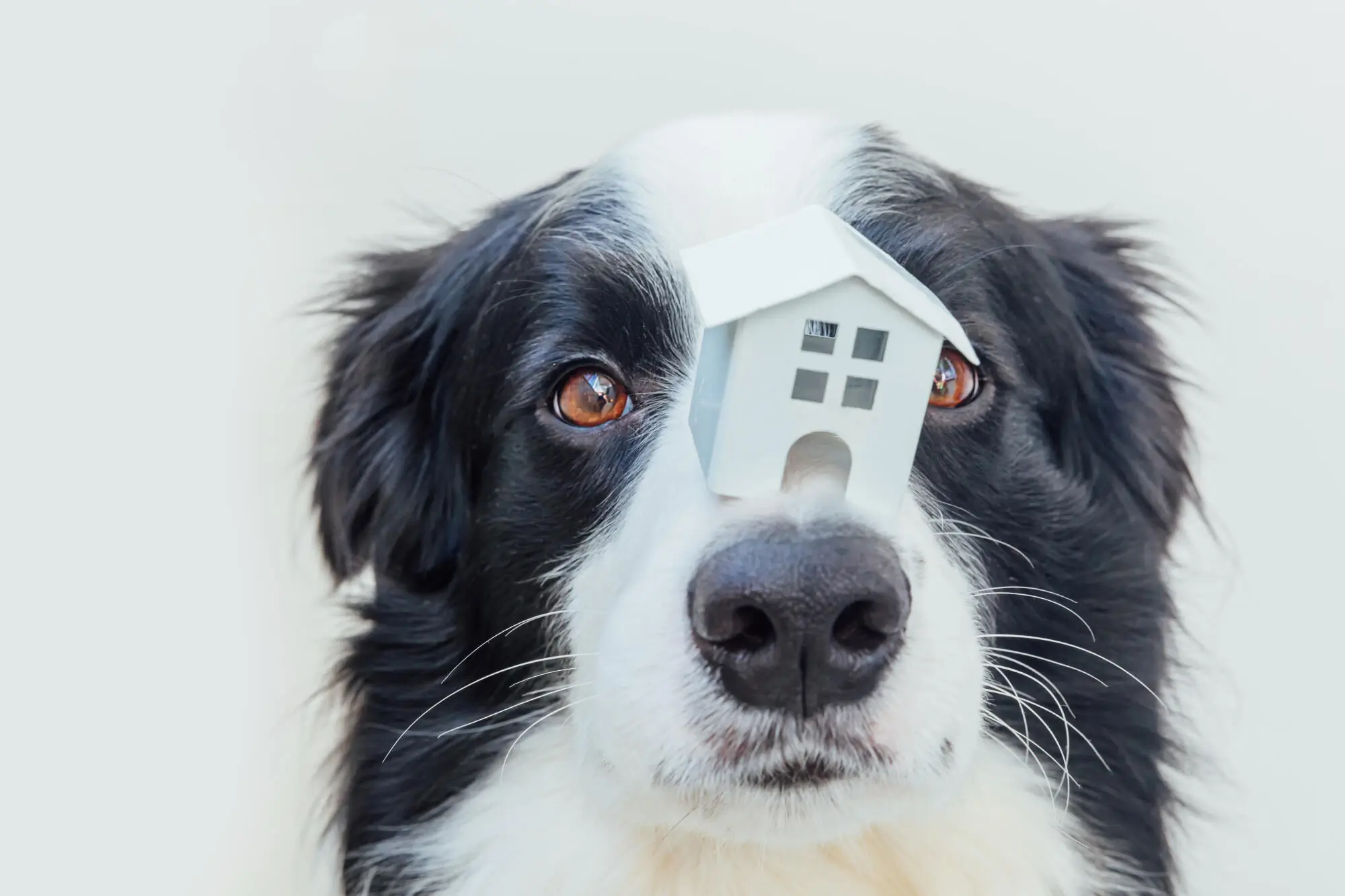 Pros and Cons of Allowing Pets in Your Columbia, SC, Rental Property